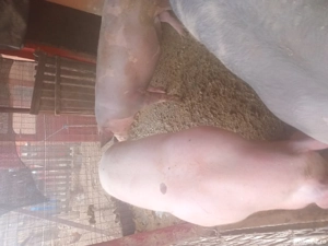 Porci de vanzare pentru Craciun ! - imagine 3 Porci de vanzare pentru Craciun ! - imagine 3