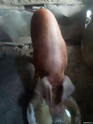 Porc Duroc  - imagine 3 Porc Duroc  - imagine 3
