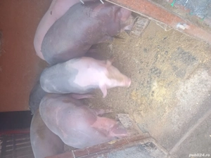 Porci de vanzare pentru Craciun ! - imagine 4 Porci de vanzare pentru Craciun ! - imagine 4