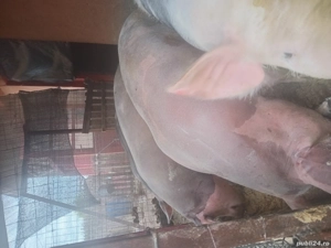 Porci de vanzare pentru Craciun !