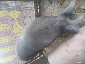 Porci de vanzare pentru Craciun ! - imagine 5 Porci de vanzare pentru Craciun ! - imagine 5