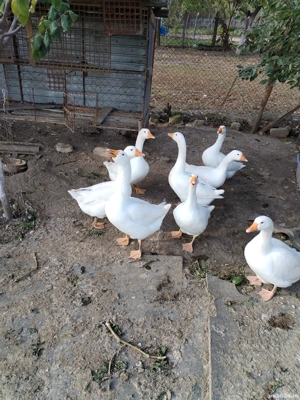 gâște de vanzare  - imagine 2