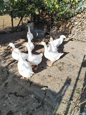 gâște de vanzare  - imagine 4