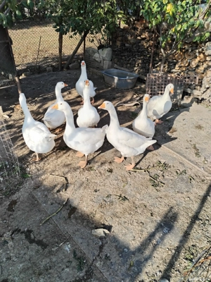 gâște de vanzare  - imagine 3