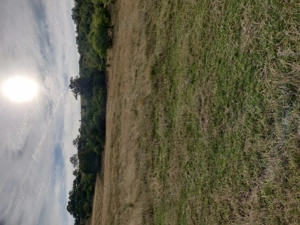 Vând pădure în satul Totia,jud.Hunedoars - imagine 2