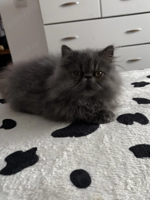 Pisici persane - imagine 2