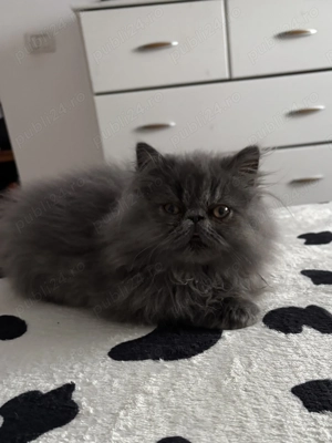 Pisici persane - imagine 3