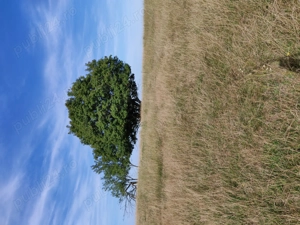 Vând pădure în satul Totia,jud.Hunedoars - imagine 3