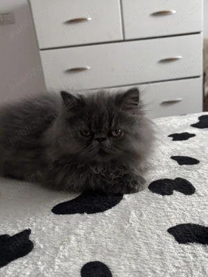 Pisici persane - imagine 4