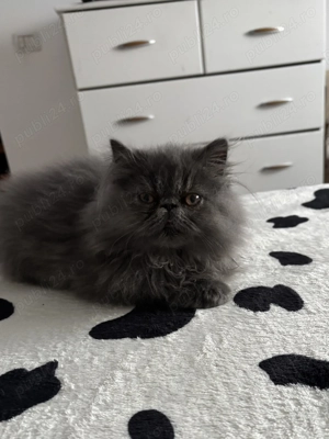 Pisici persane - imagine 5