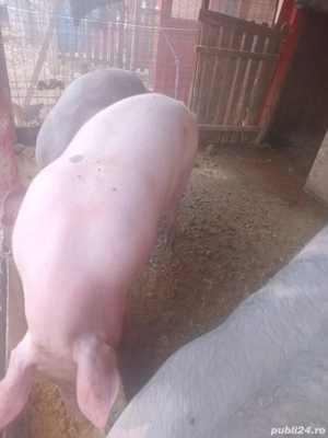 Porci de vanzare pentru Crăciun! - imagine 3