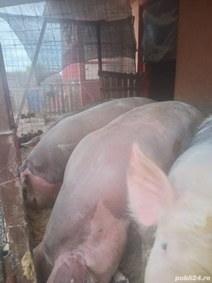 Porci de vanzare pentru Crăciun! - imagine 4