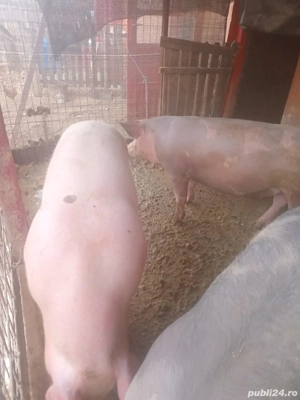 Porci de vanzare pentru Crăciun! - imagine 2