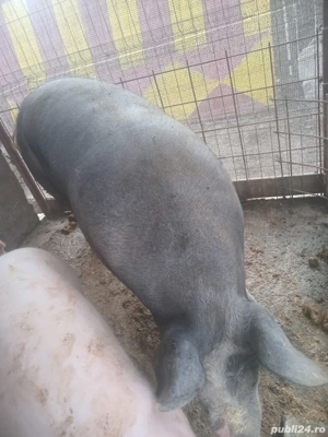 Porci de vanzare pentru Crăciun! - imagine 5