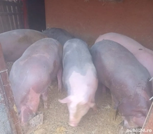 Porci de vanzare pentru Crăciun!