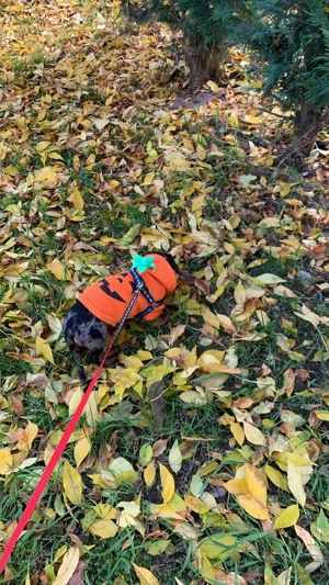 Teckel arlechin femela - imagine 2