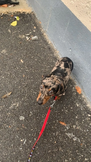 Teckel arlechin femela - imagine 3