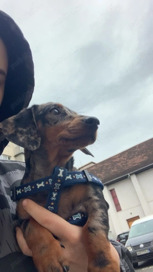 Teckel arlechin femela