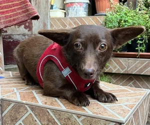 Metis chihuahua, adoptie gratuita