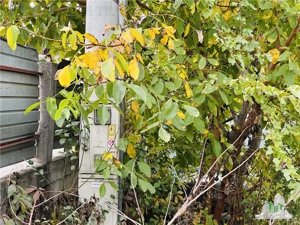 Teren intravilan 493 mp, superb, stradal la asfalt, GIULESTI str CARAMIDARIEI, SECT 6 - imagine 4