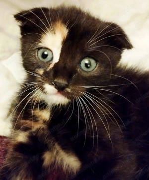 Fetita Scottish Fold Tortoiseshell, cauta Omul potrivit - imagine 2