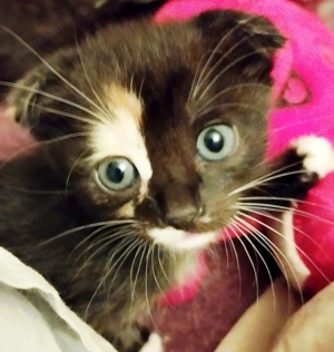 Fetita Scottish Fold Tortoiseshell, cauta Omul potrivit