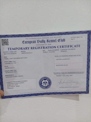 American Bully pocket