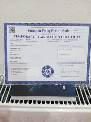 American bully pocket schimb cu păsări de tara