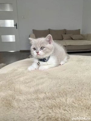 Motanel British Shorthair - imagine 3