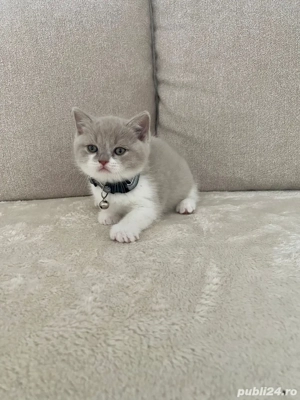 Motanel British Shorthair - imagine 2