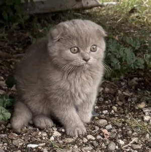 Motănel Scottish fold lila își caută căsuță - imagine 4 Motănel Scottish fold lila își caută căsuță - imagine 4