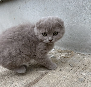 Motănel Scottish fold lila își caută căsuță - imagine 2 Motănel Scottish fold lila își caută căsuță - imagine 2