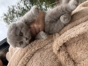 Motănel Scottish fold lila își caută căsuță