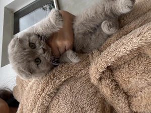 Motănel Scottish fold lila își caută căsuță - imagine 3 Motănel Scottish fold lila își caută căsuță - imagine 3