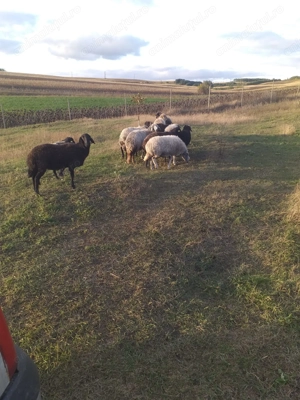 Oi tinere de vânzare  - imagine 5