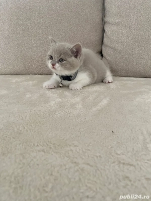 Motanel British Shorthair - imagine 4