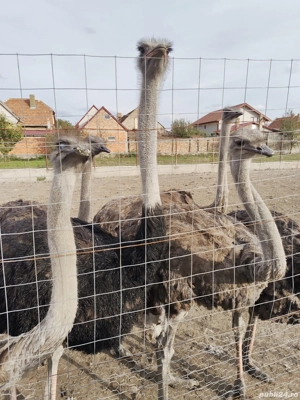 Vând familii de struți - imagine 4