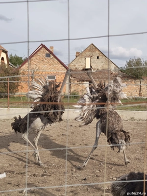 Vând familii de struți - imagine 2