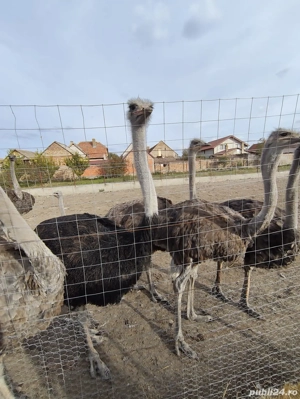 Vând familii de struți - imagine 3