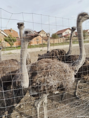 Vând familii de struți - imagine 5
