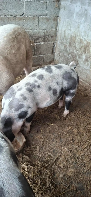 Vand purcica petreana  - imagine 2 Vand purcica petreana  - imagine 2