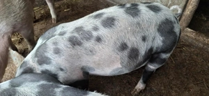 Vand purcica petreana 