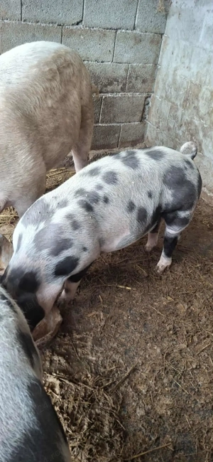 Vand purcica petreana  - imagine 3 Vand purcica petreana  - imagine 3