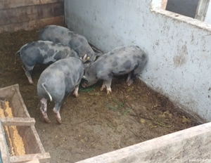 porci  petrain 60kg  - imagine 2