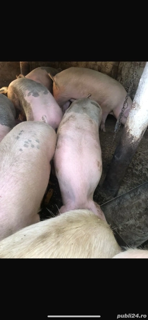 vand porci pt Craciun, se pot rezerva de100-160 kg, 15 lei kg