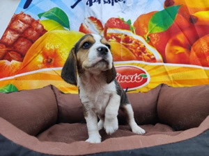 Beagle tricolor 11 saptamani