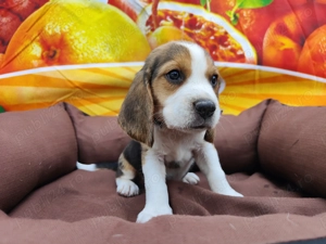 Beagle tricolor 11 saptamani - imagine 2