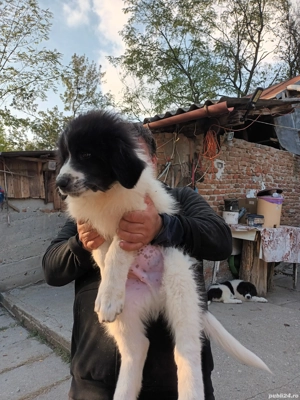 Ciobanesc Românesc de Bucovina  - imagine 3