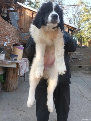 Ciobanesc Românesc de Bucovina  - imagine 2