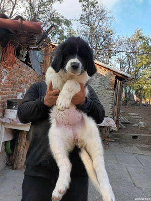 Ciobanesc Românesc de Bucovina 